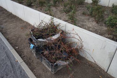 Ekim ayında toprağa ekilmek üzere hazırlanmış plastik saksılardaki Cotoneaster dammeri bitkileri. Cotoneaster dammeri, Cotoneaster familyasından Rosaceae familyasına ait bir bitki türü. Berlin, Almanya