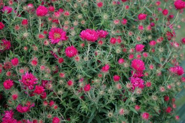 Aster nova-angliae 'Alma Poetschke' ekim ayında yarı-çift somon-pembe çiçeklerle çiçek açar. Aster, Asteraceae familyasından bir bitki cinsidir. Berlin, Almanya