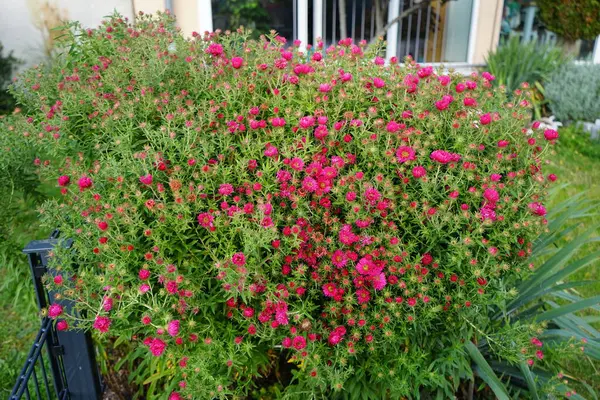 Aster nova-angliae 'Alma Poetschke' ekim ayında yarı-çift somon-pembe çiçeklerle çiçek açar. Aster, Asteraceae familyasından bir bitki cinsidir. Berlin, Almanya