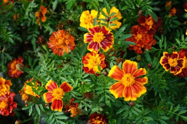 Tagetes patula 'Little Bee' flowers bloom in October. Tagetes, marigolds, is a genus of annual or perennial, mostly herbaceous plants in the family Asteraceae. Berlin, Germany
