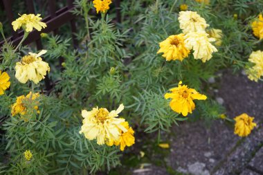 Ekimde etiketler sarı çiçeklerle çiçek açar. Tagetes erecta, Aztek kadife çiçeği, Meksika kadife çiçeği, büyük kadife çiçeği, cempazchitl veya cempaschil, çiçekli bir bitki türüdür. Berlin, Almanya 
