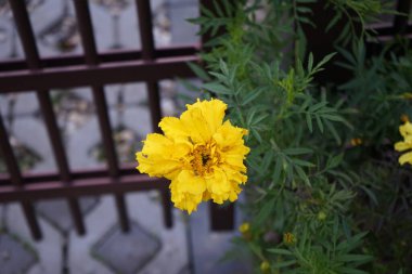 Ekimde etiketler sarı çiçeklerle çiçek açar. Tagetes erecta, Aztek kadife çiçeği, Meksika kadife çiçeği, büyük kadife çiçeği, cempazchitl veya cempaschil, çiçekli bir bitki türüdür. Berlin, Almanya 