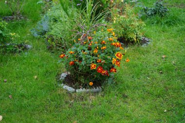 Tagetes patula 'Little Bee' flowers bloom in October. Tagetes, marigolds, is a genus of annual or perennial, mostly herbaceous plants in the family Asteraceae. Berlin, Germany