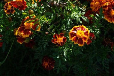 Tagetes patula 'Little Bee' flowers bloom in October. Tagetes, marigolds, is a genus of annual or perennial, mostly herbaceous plants in the family Asteraceae. Berlin, Germany