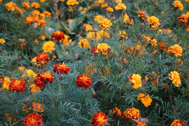 Tagetes patula karışık çiçekler ekim ayında parkta açar. Kadife çiçekleri (