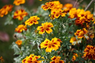 Tagetes patula 'Little Bee' flowers bloom in October. Tagetes, marigolds, is a genus of annual or perennial, mostly herbaceous plants in the family Asteraceae. Berlin, Germany