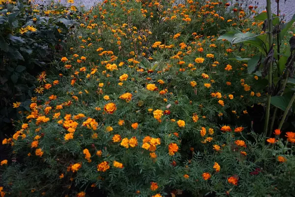 Tagetes patula karışık çiçekler ekim ayında parkta açar. Kadife çiçekleri (