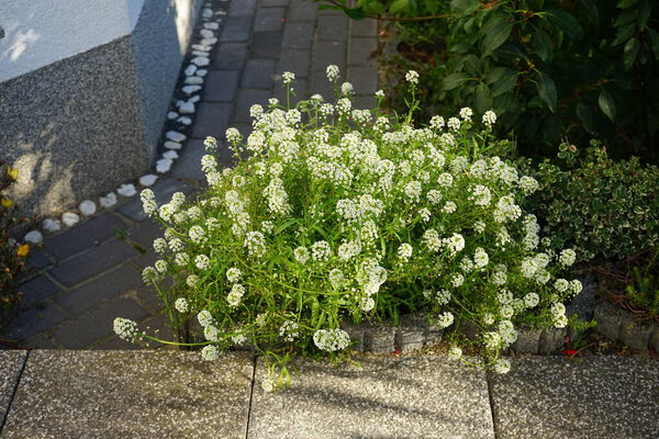 Acidanthera murielae расцветает белобордыми цветами осенью. Gladiolus murielae, Acidanthera murielae - вид цветущего растения семейства Iridaceae. Берлин, Германия 