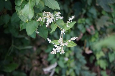 Fallopia baldschuanica Eylül ayında çiçek açacak. Fallopia baldschuanica, syn. Polygonum baldschuanicum, Knotweed familyasından Asya 'da yetişen bir bitki türü. Berlin, Almanya