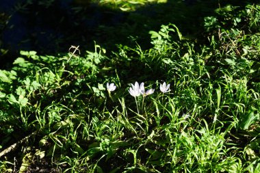 Crocus Specosus ekim ayında nehir kenarında çiçek açar. Crocus Specosus, Iridaceae familyasından Crocus familyasından bir bitki türüdür. Berlin, Almanya 