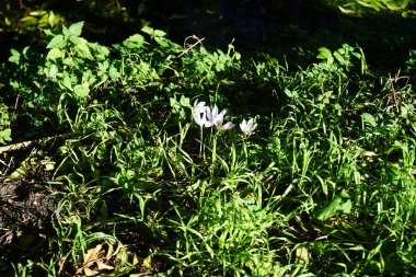 Crocus Specosus ekim ayında nehir kenarında çiçek açar. Crocus Specosus, Iridaceae familyasından Crocus familyasından bir bitki türüdür. Berlin, Almanya 