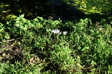 Crocus Specosus ekim ayında nehir kenarında çiçek açar. Crocus Specosus, Iridaceae familyasından Crocus familyasından bir bitki türüdür. Berlin, Almanya 