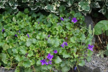 Campanula alametleri sonbaharda bahçede çiçek açar. Campanula portenschlagiana, Campanulaceae familyasından bir çan çiçeğidir. Berlin, Almanya 