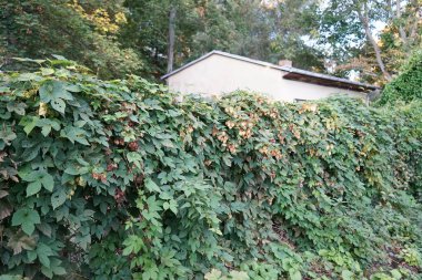 Tırmanma bitkisi Humulus lupulus sonbaharda büyür. Humulus lupulus, kenevirgiller (Cannabinaceae) familyasından bir bitki türü. Berlin, Almanya