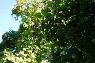 Tırmanma bitkisi Humulus lupulus sonbaharda büyür. Humulus lupulus, kenevirgiller (Cannabinaceae) familyasından bir bitki türü. Berlin, Almanya