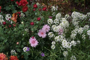 Kasımpatı Koreanum, Lobularia maritima ve Campanula portenschlagiana ekim ayında bahçede çiçek açarlar. Kasımpatılar, mırıldanmalar veya kasımpatılar, kasımpatı cinsinin çiçek açan bitkileridir. Berlin, Almanya