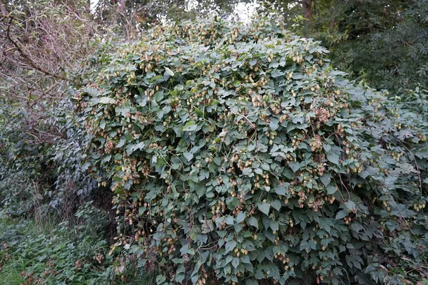 The climbing plant Humulus lupulus grows in autumn. Humulus lupulus, the common hop or hops, is a species of flowering plant in the hemp family Cannabinaceae. Berlin, Germany