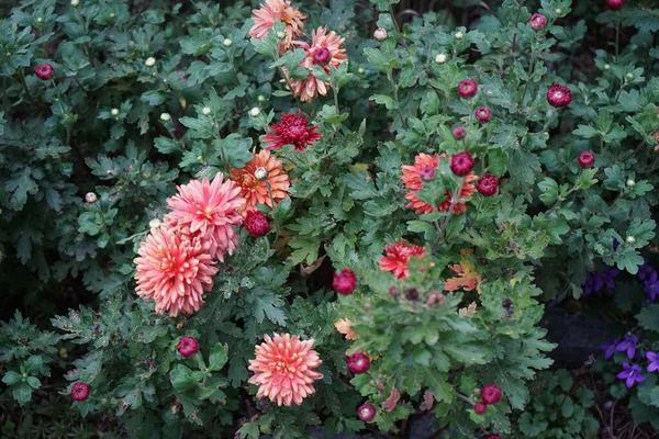 Winter hardy red-orange chrysanthemums, Chrysanthemum koreanum, bloom in autumn. Chrysanthemums, mumingtons or chrysanths, are flowering plants of the genus Chrysanthemum in the family Asteraceae. Berlin, Germany