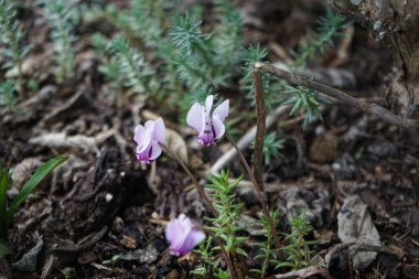 Cyclamen hederifolium sonbaharda bahçede çiçek açar. Cyclamen hederifolium (Sarmaşık yapraklı siklamen), Primulaceae familyasından bir bitki türü. Berlin, Almanya 