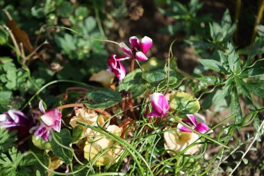 Cyclamen persicum 'Picola Shine' blooms with white-purple flowers in the garden in October. Cyclamen is a genus of perennial flowering plants in the family Primulaceae. Berlin, Germany