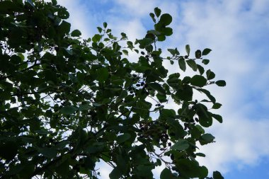 Alnus glutinosa ekim ayında büyür. Alnus glutinosa, Betulaceae familyasından bir ağaç türüdür (