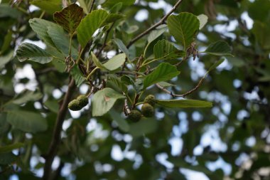 Alnus glutinosa ekim ayında büyür. Alnus glutinosa, Betulaceae familyasından bir ağaç türüdür (