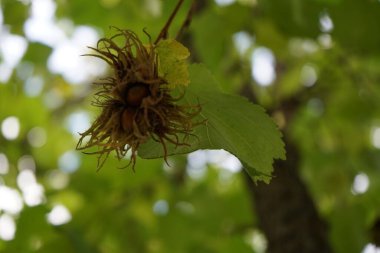 Corylus colurna ekim ayında büyür. Corylus colurna, Türk fındığı veya Türk filetosu, yaprak döken bir ağaçtır. Berlin, Almanya 