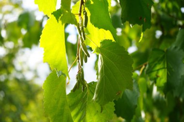Corylus colurna ekim ayında büyür. Corylus colurna, Türk fındığı veya Türk filetosu, yaprak döken bir ağaçtır. Berlin, Almanya 