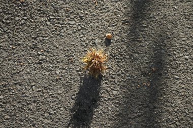 Yolda Corylus colurna meyveleri var. Corylus colurna, Türk fındığı veya Türk filetosu, yaprak döken bir ağaçtır. Berlin, Almanya
