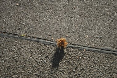 Yolda Corylus colurna meyveleri var. Corylus colurna, Türk fındığı veya Türk filetosu, yaprak döken bir ağaçtır. Berlin, Almanya