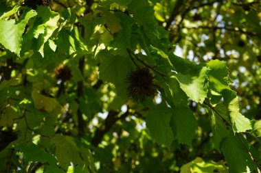 Corylus colurna ekim ayında büyür. Corylus colurna, Türk fındığı veya Türk filetosu, yaprak döken bir ağaçtır. Berlin, Almanya 