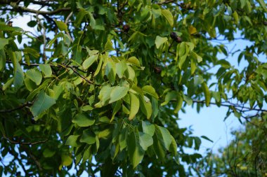 Juglans rejiminin meyveleri Ekim ayında dallarda yetişir. Juglans regia, Persçe, İngilizce, Karpatça, Madeiraca veya yaygın olarak kullanılan bir ceviz ağacı türüdür. Berlin, Almanya 