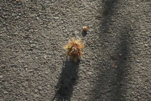 Yolda Corylus colurna meyveleri var. Corylus colurna, Türk fındığı veya Türk filetosu, yaprak döken bir ağaçtır. Berlin, Almanya