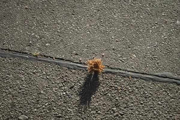 Yolda Corylus colurna meyveleri var. Corylus colurna, Türk fındığı veya Türk filetosu, yaprak döken bir ağaçtır. Berlin, Almanya