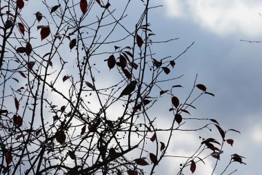Ekim ayında bir Malus 'Liset' ağacının dalında bir serçe oturuyor. Ev serçesi, Passer domesticus, Serçe familyasından bir kuş türü. Berlin, Almanya 