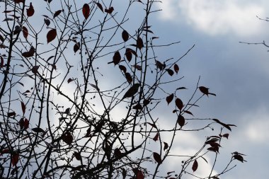 Ekim ayında bir Malus 'Liset' ağacının dalında bir serçe oturuyor. Ev serçesi, Passer domesticus, Serçe familyasından bir kuş türü. Berlin, Almanya 