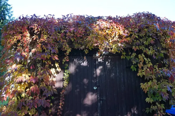 Parthenocissus quinquefolia with fall foliage climbs the walls of the garage. Parthenocissus quinquefolia, Virginia creeper, Victoria creeper, five-leaved ivy, or five-finger, is a species of flowering vine. Berlin, Germany.