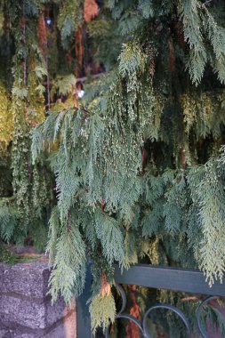 Erkek kozalaklı Cupressus nootkatensis Eylül 'de büyür. Callitropsis nootkatensis, syn. Chamaecyparis-, Cupressus-, Xanthocyparis nootkatensis Selvi familyasından bir ağaç türü. Berlin, Almanya