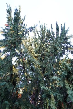 Erkek kozalaklı Cupressus nootkatensis Eylül 'de büyür. Callitropsis nootkatensis, syn. Chamaecyparis-, Cupressus-, Xanthocyparis nootkatensis Selvi familyasından bir ağaç türü. Berlin, Almanya