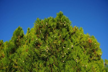 Eylül ayında tohumlu kozalaklı Platycladus Orientalis büyür. Platycladus, Çinli thuja, Doğu arborvitae, Çin arborvitae, biyota veya Oriental thuja, selvi familyasından bir kozalaklı kozalaklı ağaçtır. Berlin 