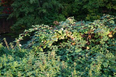 Blackberry, Rubus fruticosus, Eylül ayında nehir kenarında meyveler yetişiyor. Rubus fruticosus, gülgiller (Rubus) familyasından bir böğürtlen türü. Berlin, Almanya 