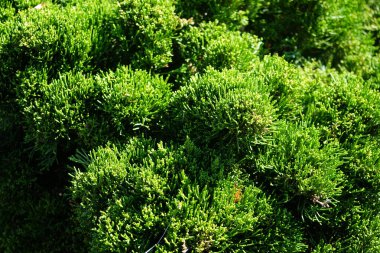 Juniperus Sabina ekim ayında büyür. Juniperus Sabina (Savin Ardıç veya Savin), ardıç kuşunun bir türüdür. Berlin, Almanya