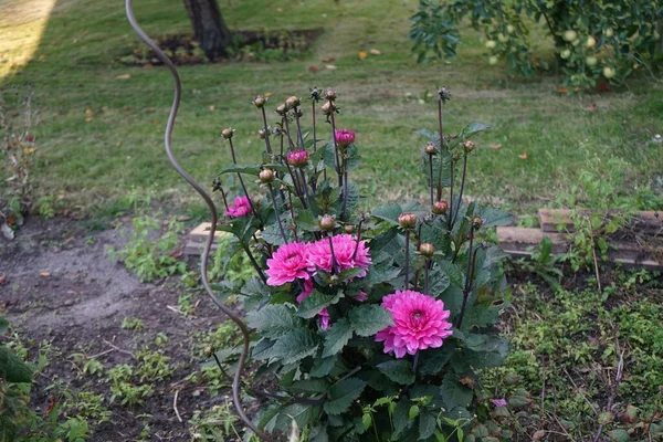 Dahlia Nashville Florece Con Flores Rosadas Septiembre Dahlia Género Plantas — Foto de Stock