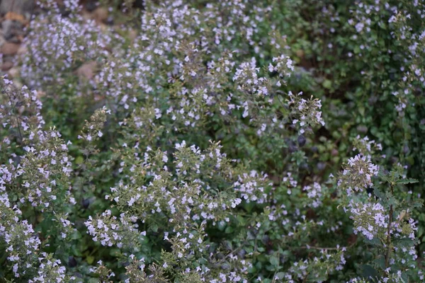 Calamintha Nepeta Blüht Oktober Mit Weiß Violetten Blüten Clinopodium Nepeta lizenzfreie Stockbilder