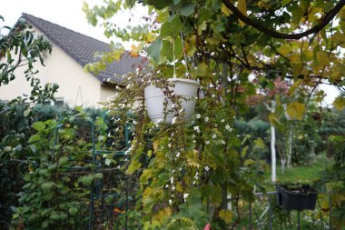 Sutera kordatası 'Büyük Baja' sonbaharda bir saksıda beyaz çiçeklerle çiçek açar. Chaenostoma cordatum (sutera cordata, bacopa cordata, sutera diusus veya bacopa), Chaenostoma, Scrophulariaceae familyasından bir tür. Berlin, Almanya