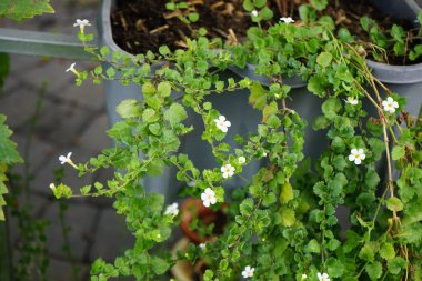 Sutera kordatası 'Büyük Baja' sonbaharda bir saksıda beyaz çiçeklerle çiçek açar. Chaenostoma cordatum (sutera cordata, bacopa cordata, sutera diusus veya bacopa), Chaenostoma, Scrophulariaceae familyasından bir tür. Berlin, Almanya