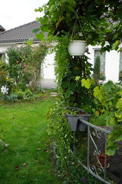 Sutera kordatası 'Büyük Baja' sonbaharda bir saksıda beyaz çiçeklerle çiçek açar. Chaenostoma cordatum (sutera cordata, bacopa cordata, sutera diusus veya bacopa), Chaenostoma, Scrophulariaceae familyasından bir tür. Berlin, Almanya