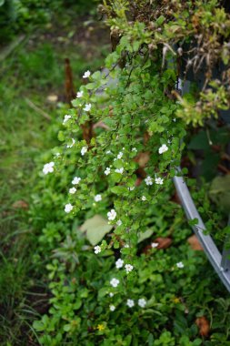 Sutera kordatası 'Büyük Baja' sonbaharda bir saksıda beyaz çiçeklerle çiçek açar. Chaenostoma cordatum (sutera cordata, bacopa cordata, sutera diusus veya bacopa), Chaenostoma, Scrophulariaceae familyasından bir tür. Berlin, Almanya