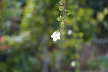 Sutera kordatası 'Büyük Baja' sonbaharda bir saksıda beyaz çiçeklerle çiçek açar. Chaenostoma cordatum (sutera cordata, bacopa cordata, sutera diusus veya bacopa), Chaenostoma, Scrophulariaceae familyasından bir tür. Berlin, Almanya