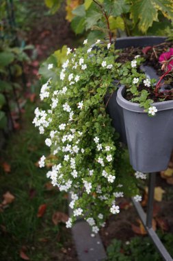 Sutera kordatası 'Büyük Baja' sonbaharda bir saksıda beyaz çiçeklerle çiçek açar. Chaenostoma cordatum (sutera cordata, bacopa cordata, sutera diusus veya bacopa), Chaenostoma, Scrophulariaceae familyasından bir tür. Berlin, Almanya